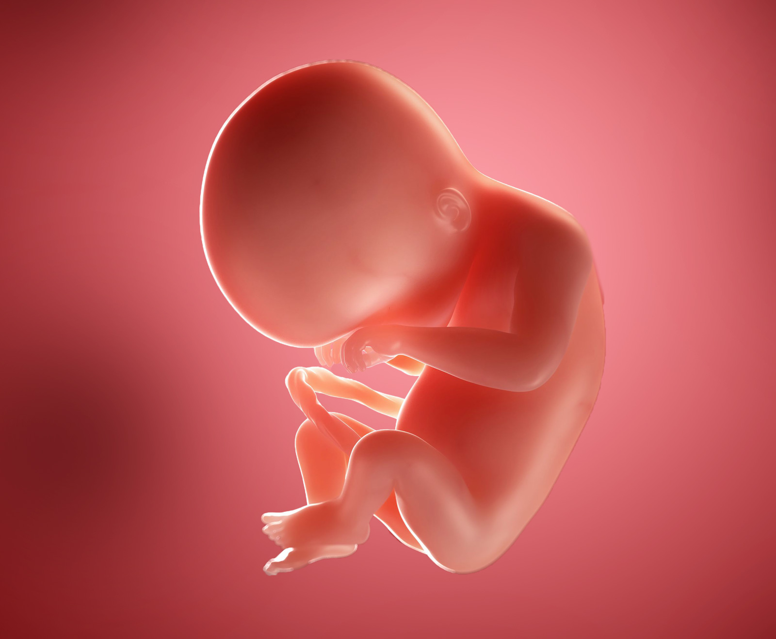 พัฒนาการทารกในครรภ์-5-เดือน-week-20