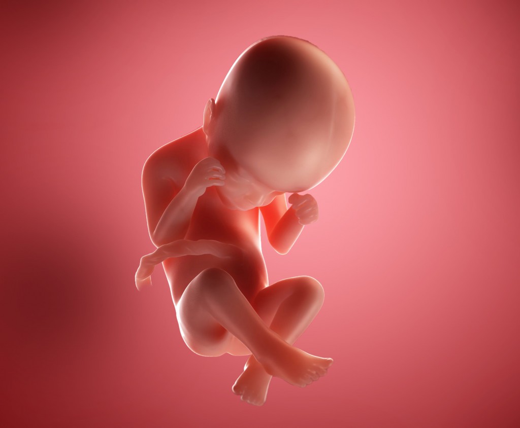 พัฒนาการทารกในครรภ์-8-เดือน-week-24